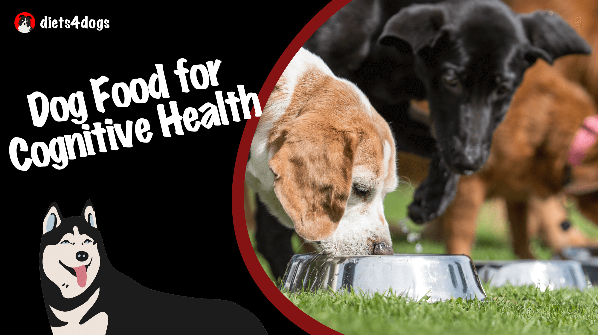 Dog Food for Cognitive Health