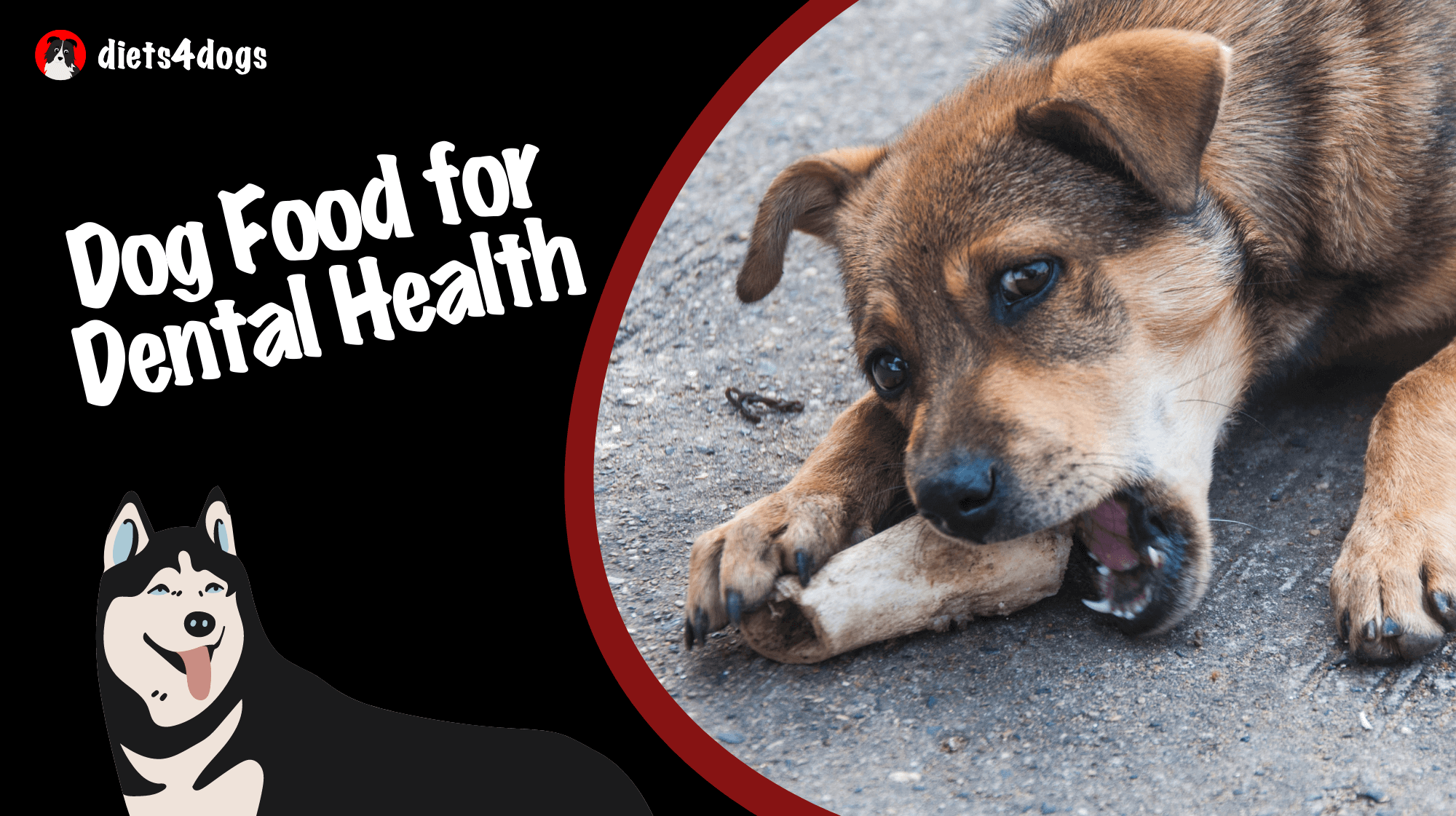Dog Food for Dental Health