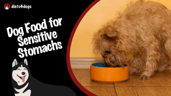 Dog Food for Sensitive Stomachs: Premium Brands to Consider