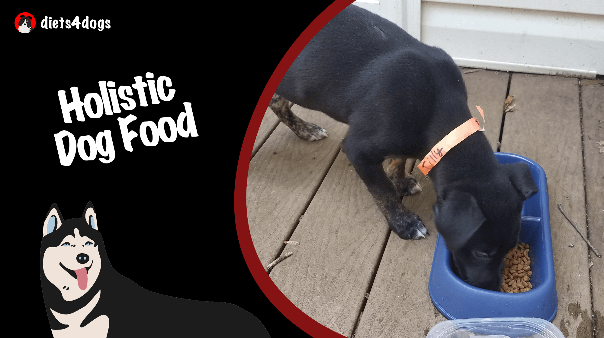 Holistic Dog Food