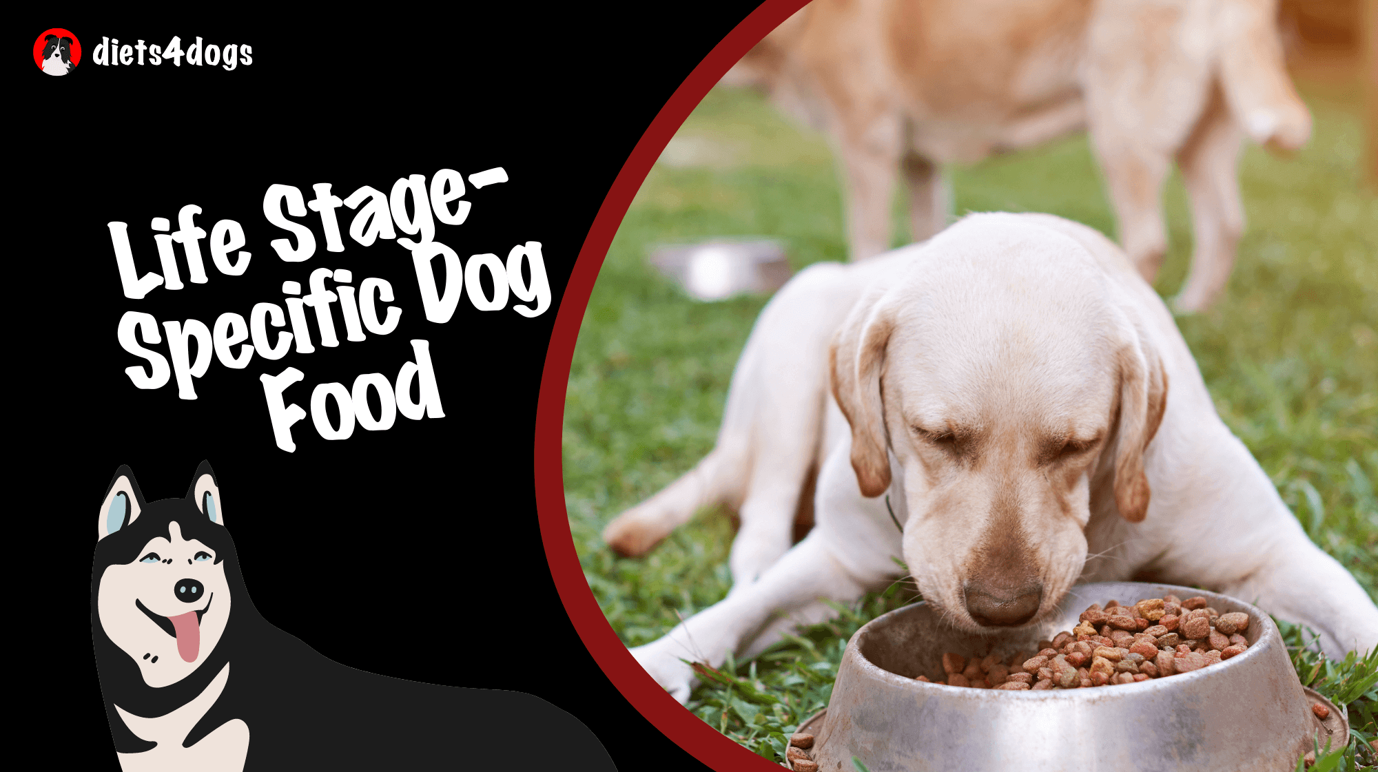 Life Stage-Specific Dog Food
