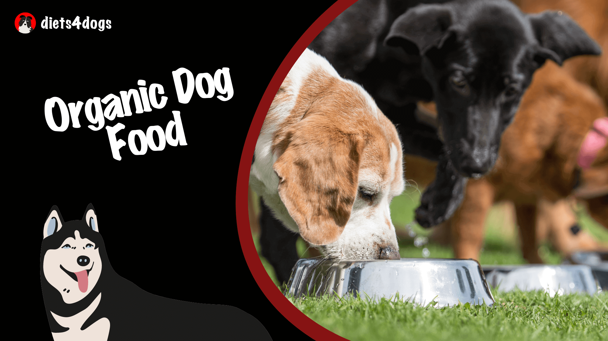 Organic Dog Food