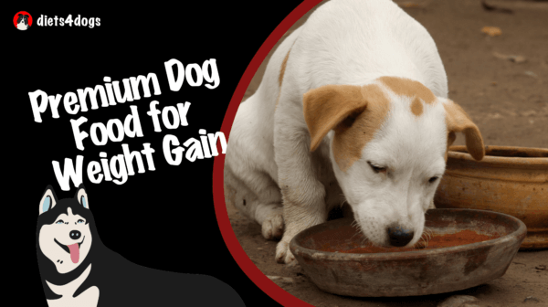 Premium Dog Food for Weight Gain: Maximizing Your Dog’s Health
