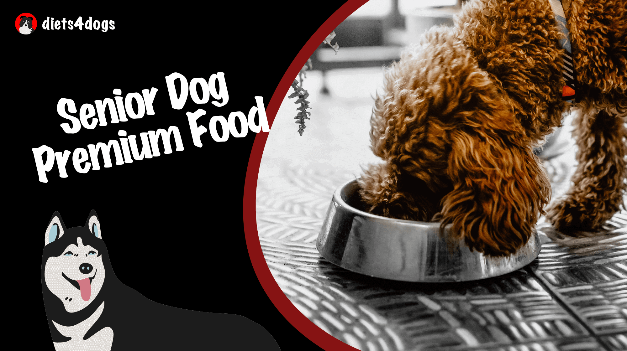 Senior Dog Premium Food