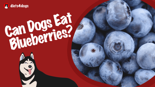 Can Dogs Eat Blueberries?