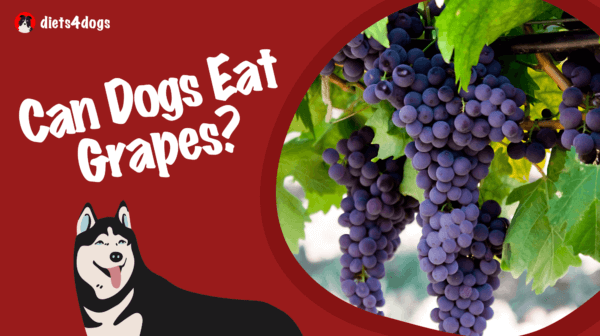 Can Dogs Eat Grapes?