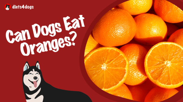 Can Dogs Eat Oranges?