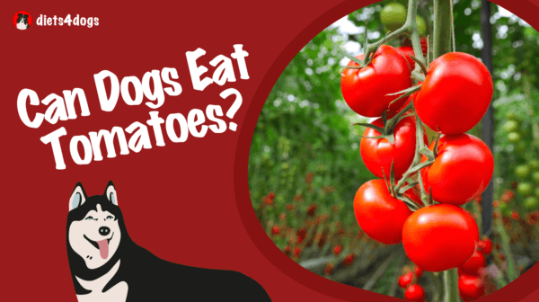 Can Dogs Eat Tomatoes?