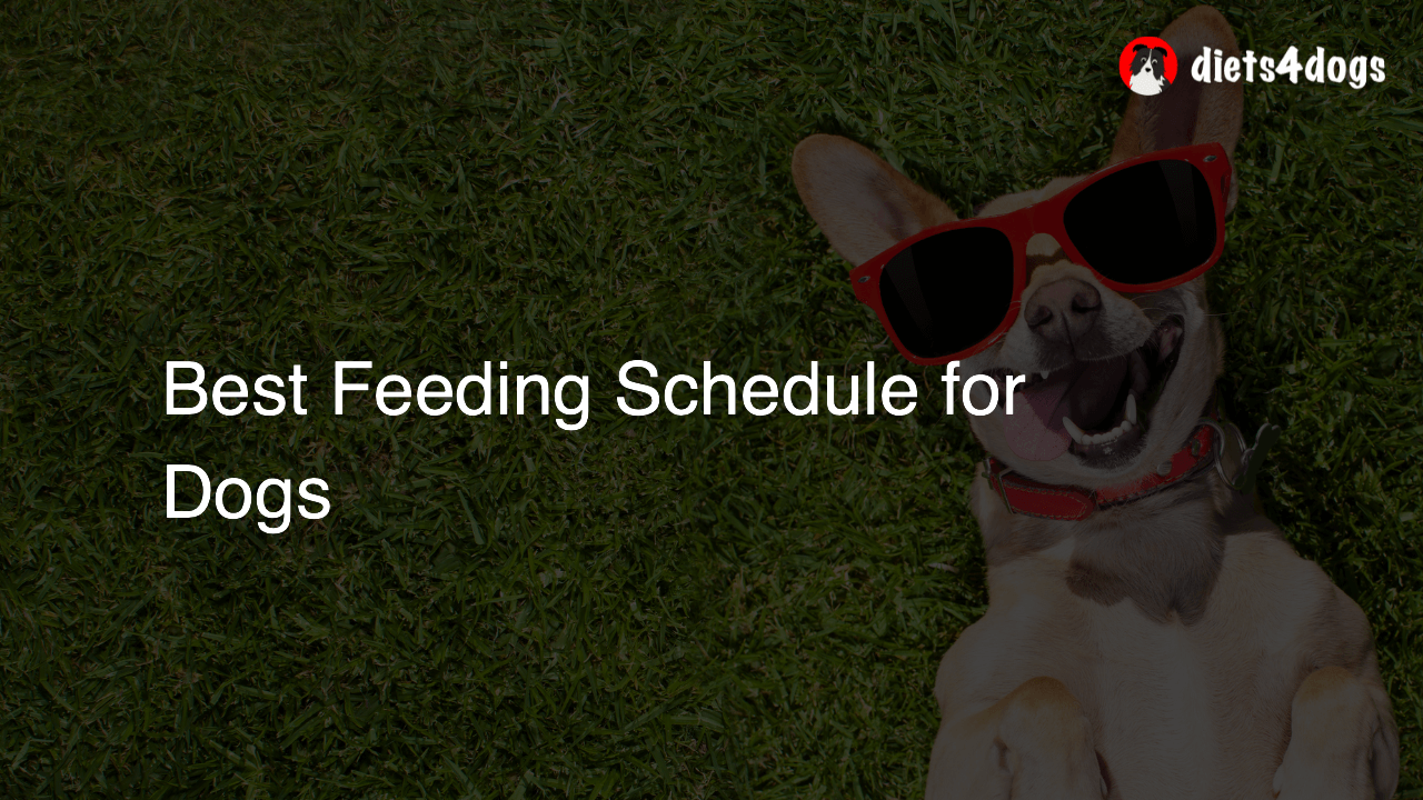 Best Feeding Schedule for Dogs