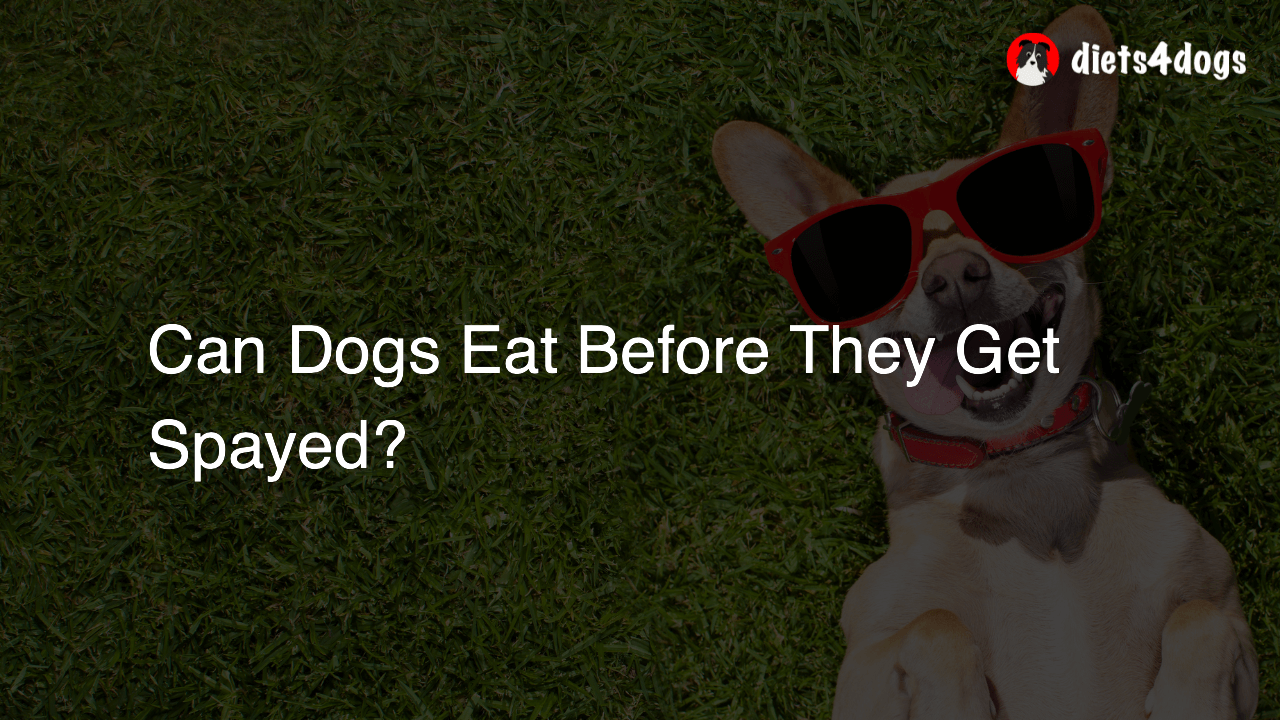 Can Dogs Eat Before They Get Spayed?