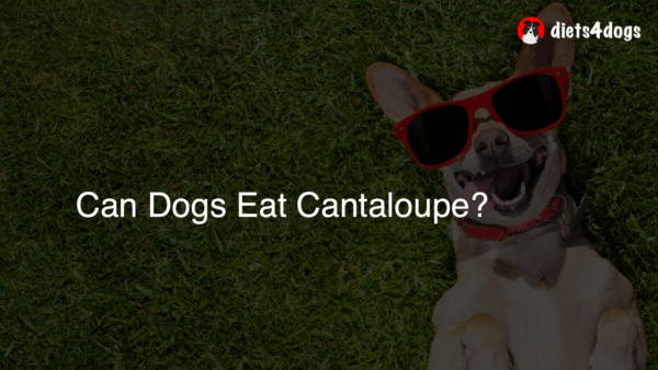 Can Dogs Eat Cantaloupe?