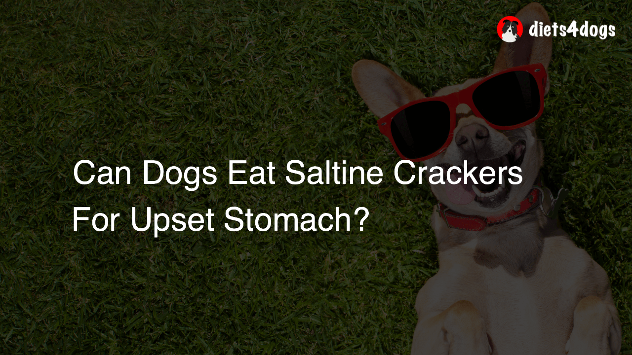 Can Dogs Eat Saltine Crackers For Upset Stomach?