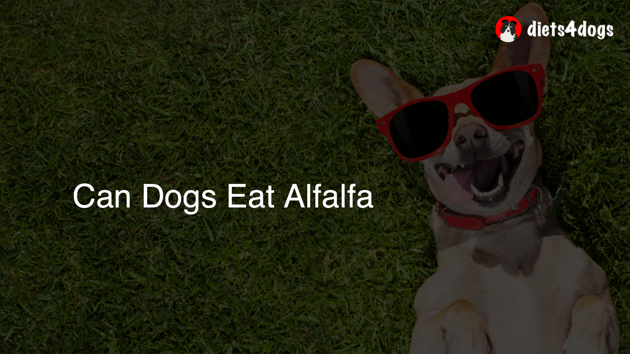 Can Dogs Eat Alfalfa