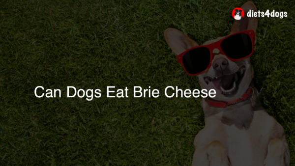 Can Dogs Eat Brie Cheese