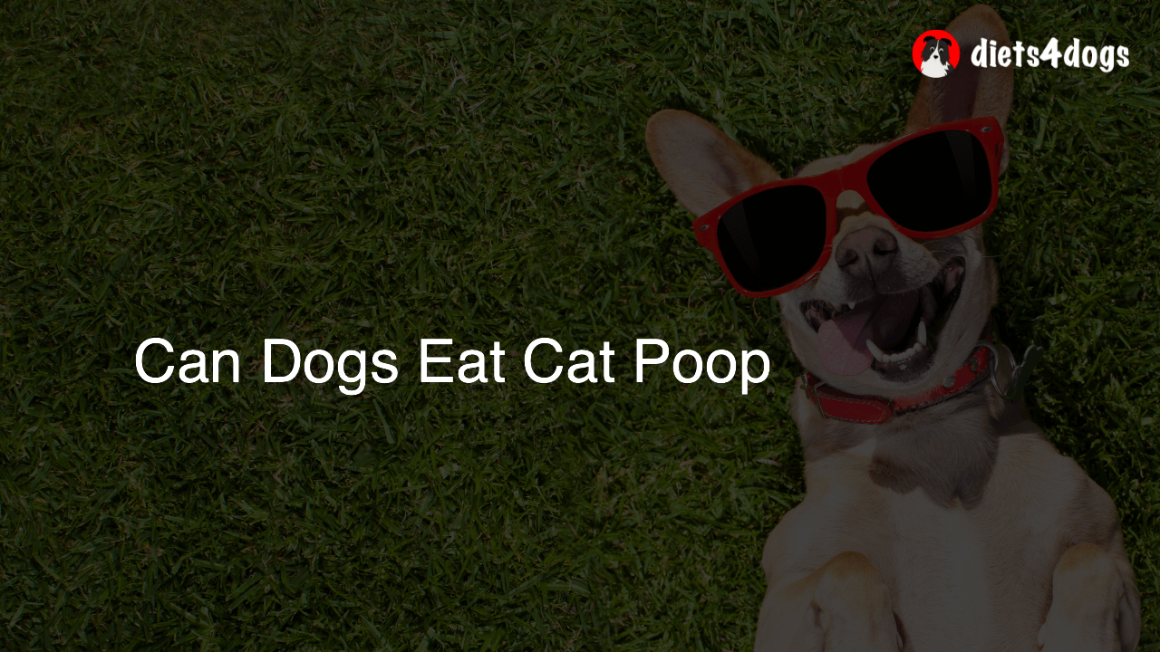 Can Dogs Eat Cat Poop