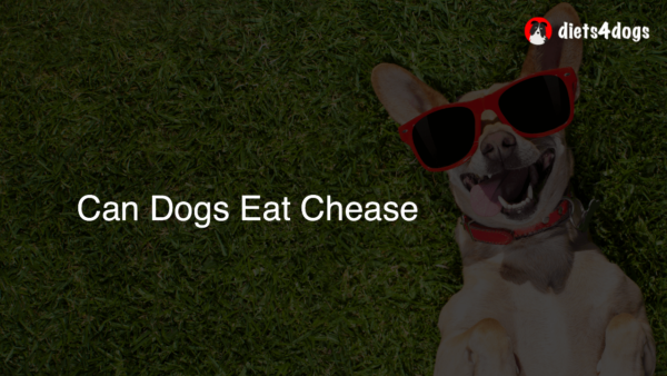 Can Dogs Eat Chease