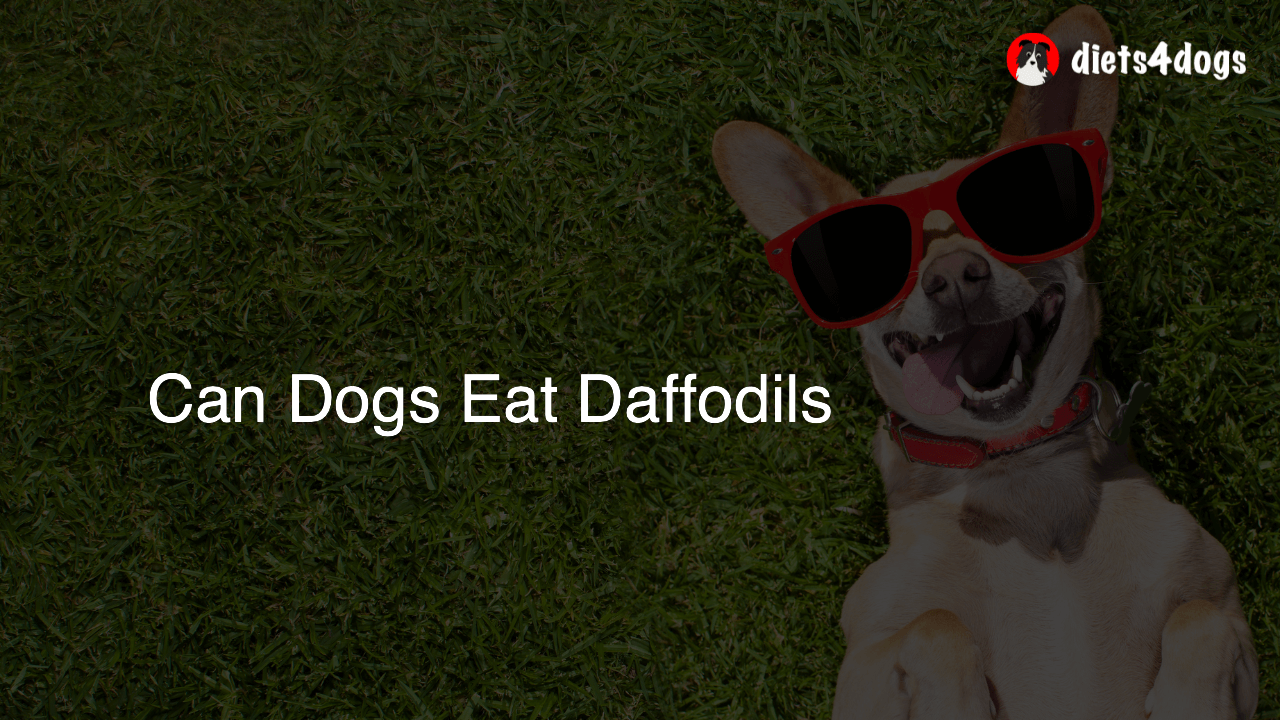 Can Dogs Eat Daffodils