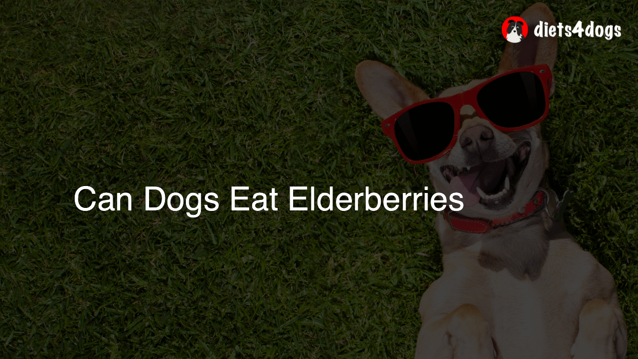 Can Dogs Eat Elderberries