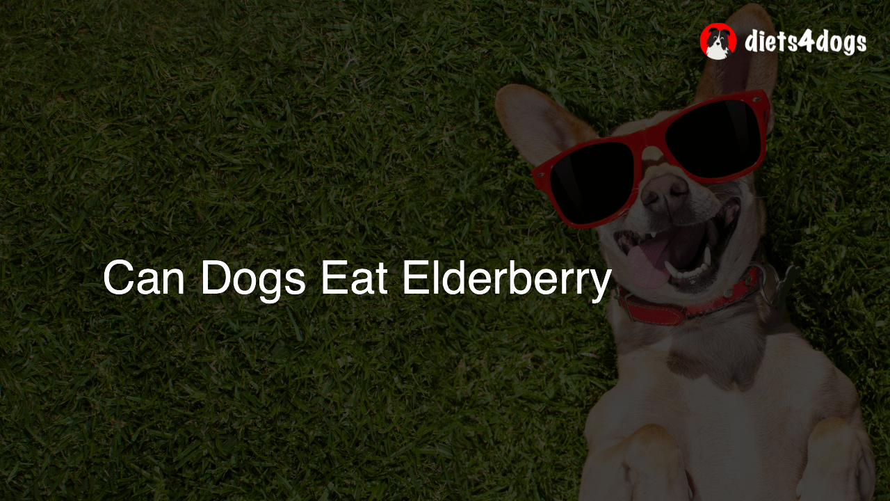 Can Dogs Eat Elderberry
