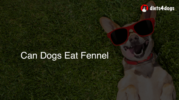 Can Dogs Eat Fennel