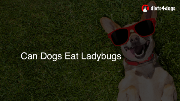 Can Dogs Eat Ladybugs