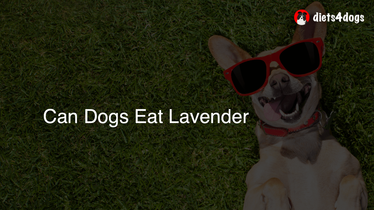 Can Dogs Eat Lavender