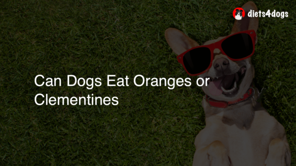 Can Dogs Eat Oranges or Clementines