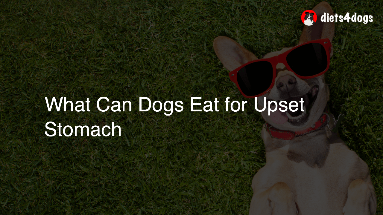 What Can Dogs Eat for Upset Stomach