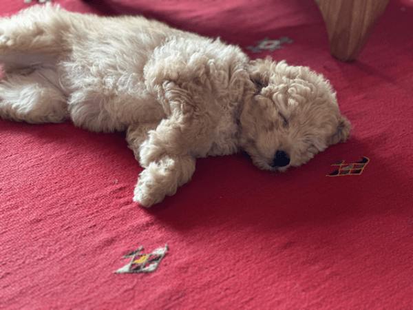 Tips for New Golden Mini Doodle Puppy Owners